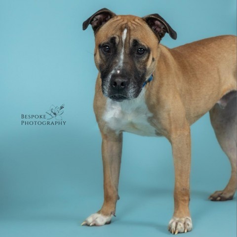 Bucky, an adoptable Boxer, Pit Bull Terrier in Spring Hill, KS, 66083 | Photo Image 4