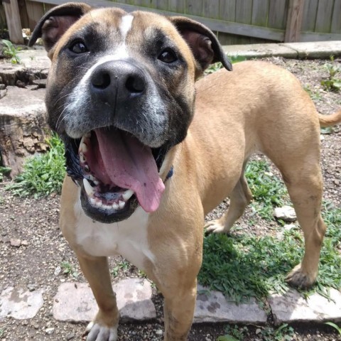 Bucky, an adoptable Boxer, Pit Bull Terrier in Spring Hill, KS, 66083 | Photo Image 5