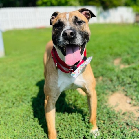 Bucky, an adoptable Boxer, Pit Bull Terrier in Spring Hill, KS, 66083 | Photo Image 6