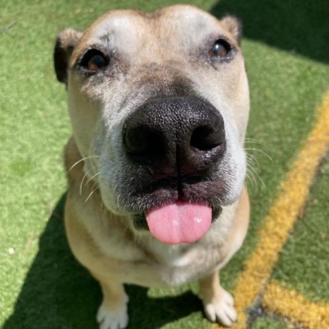 Edison, an adoptable Labrador Retriever in Spring Hill, KS, 66083 | Photo Image 1