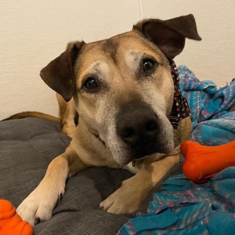 Edison, an adoptable Labrador Retriever in Spring Hill, KS, 66083 | Photo Image 2