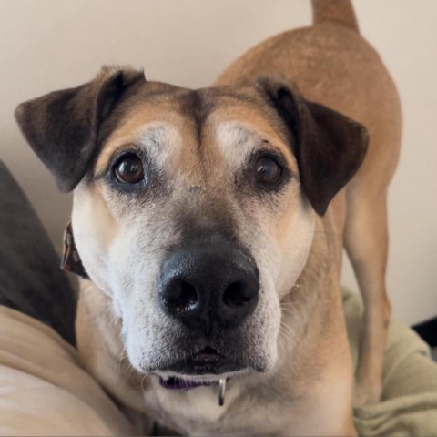 Edison, an adoptable Labrador Retriever in Spring Hill, KS, 66083 | Photo Image 5