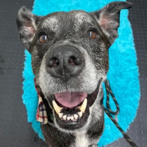 Boss, an adoptable Black Labrador Retriever in Spring Hill, KS, 66083 | Photo Image 1