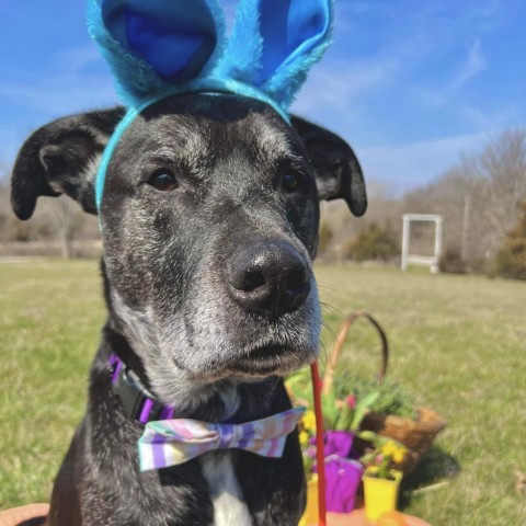 Boss, an adoptable Black Labrador Retriever in Spring Hill, KS, 66083 | Photo Image 2