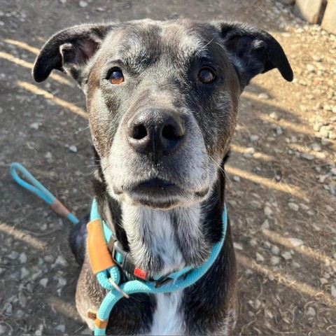 Boss, an adoptable Black Labrador Retriever in Spring Hill, KS, 66083 | Photo Image 3