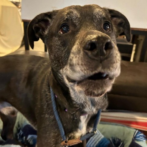 Boss, an adoptable Black Labrador Retriever in Spring Hill, KS, 66083 | Photo Image 4