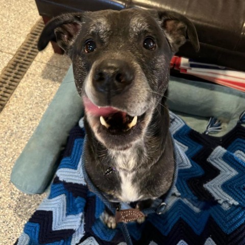 Boss, an adoptable Black Labrador Retriever in Spring Hill, KS, 66083 | Photo Image 5