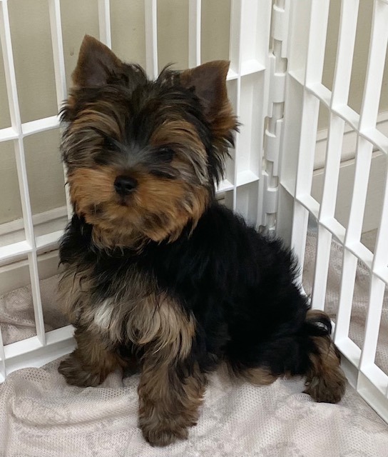 Yorkshire store terrier petfinder