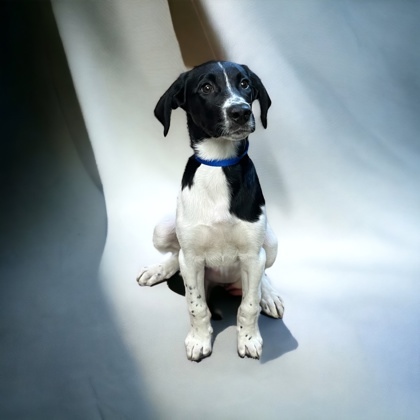 Keystone, an adoptable Pointer & Foxhound Mix in Cumberland, MD_image-1
