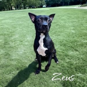 Zeus