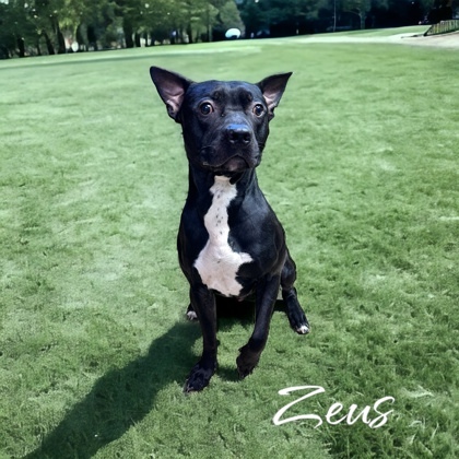 Zeus, an adoptable Terrier Mix in Cumberland, MD_image-1