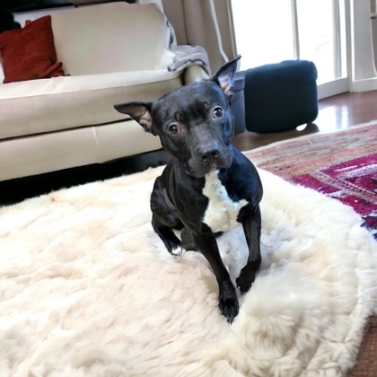 Zeus 2