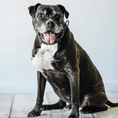Espresso, an adoptable Boxer & Staffordshire Bull Terrier Mix in Spring Hill, KS_image-1