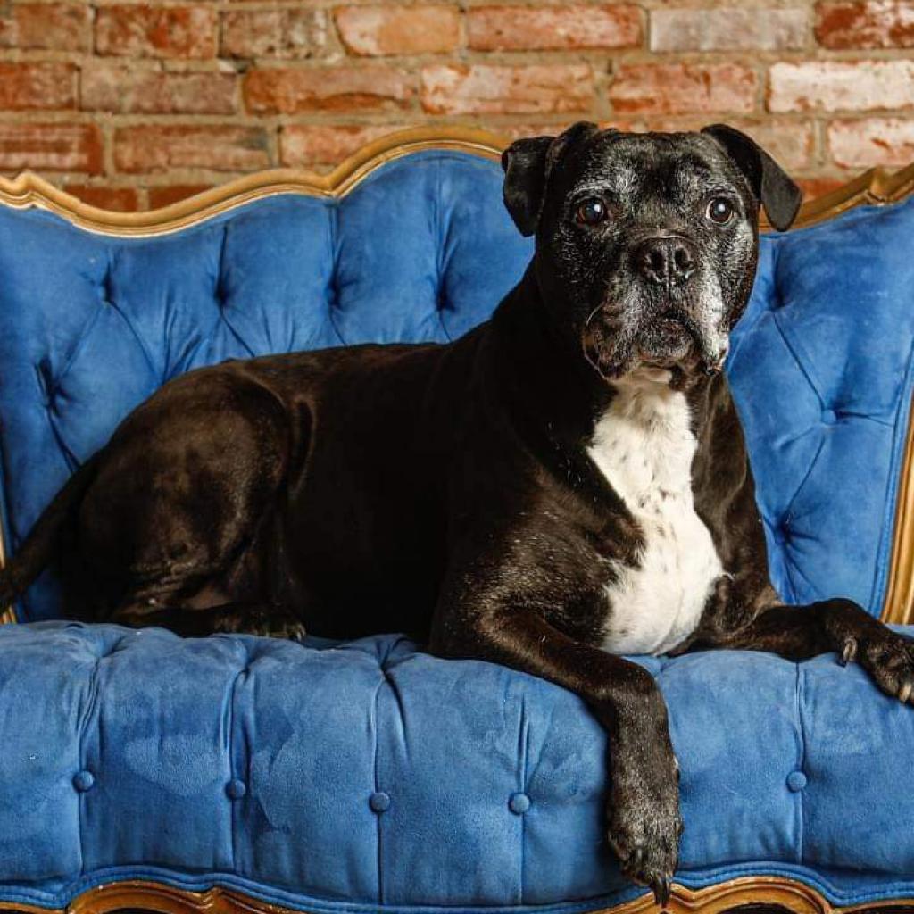 Espresso, an adoptable Boxer, Staffordshire Bull Terrier in Spring Hill, KS, 66083 | Photo Image 2