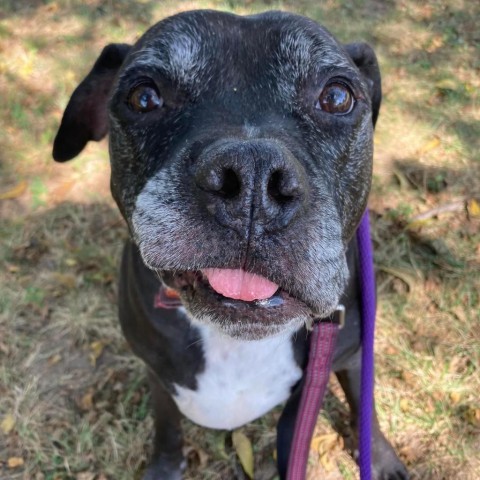 Espresso, an adoptable Boxer, Staffordshire Bull Terrier in Spring Hill, KS, 66083 | Photo Image 3