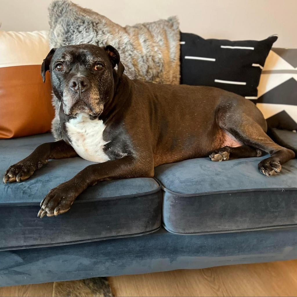 Espresso, an adoptable Boxer, Staffordshire Bull Terrier in Spring Hill, KS, 66083 | Photo Image 3