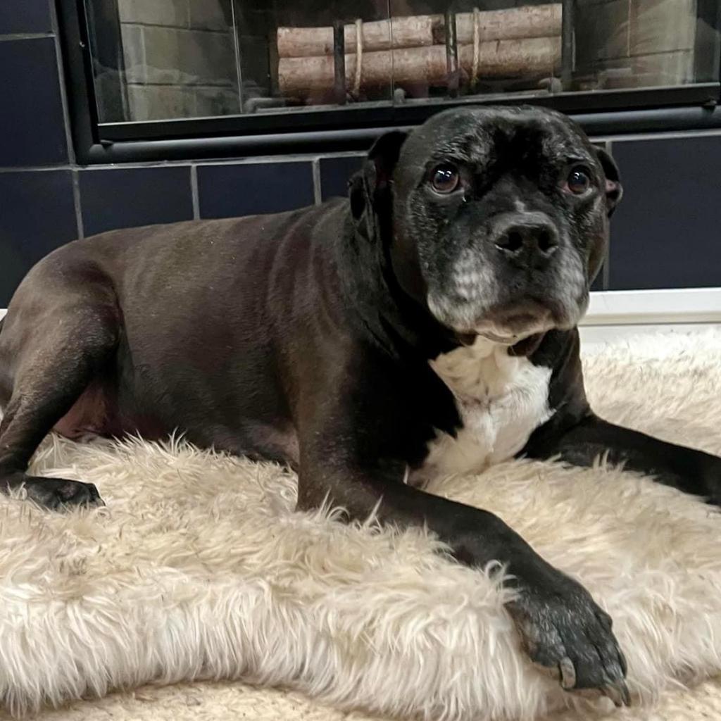 Espresso, an adoptable Boxer, Staffordshire Bull Terrier in Spring Hill, KS, 66083 | Photo Image 5