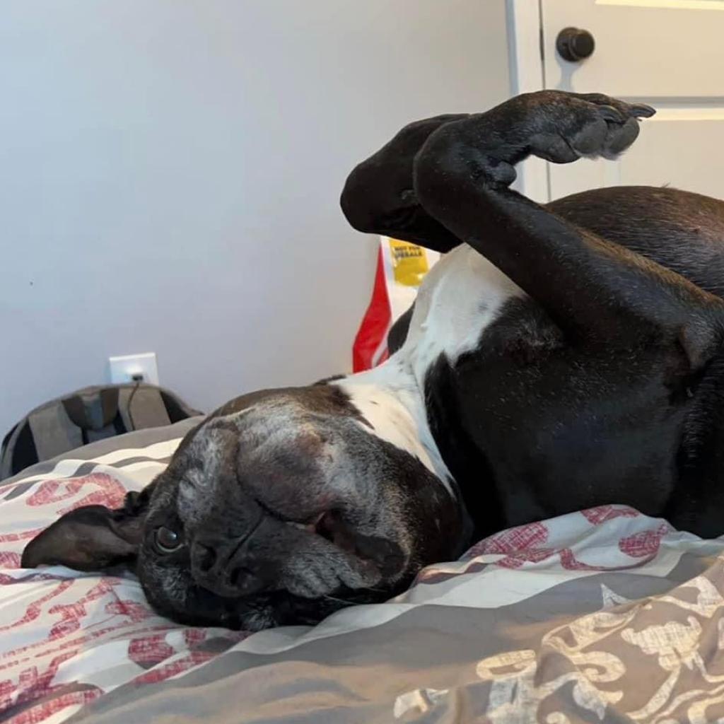 Espresso, an adoptable Boxer, Staffordshire Bull Terrier in Spring Hill, KS, 66083 | Photo Image 6