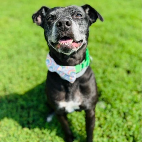 Kona, an adoptable Black Labrador Retriever, Mixed Breed in Spring Hill, KS, 66083 | Photo Image 1