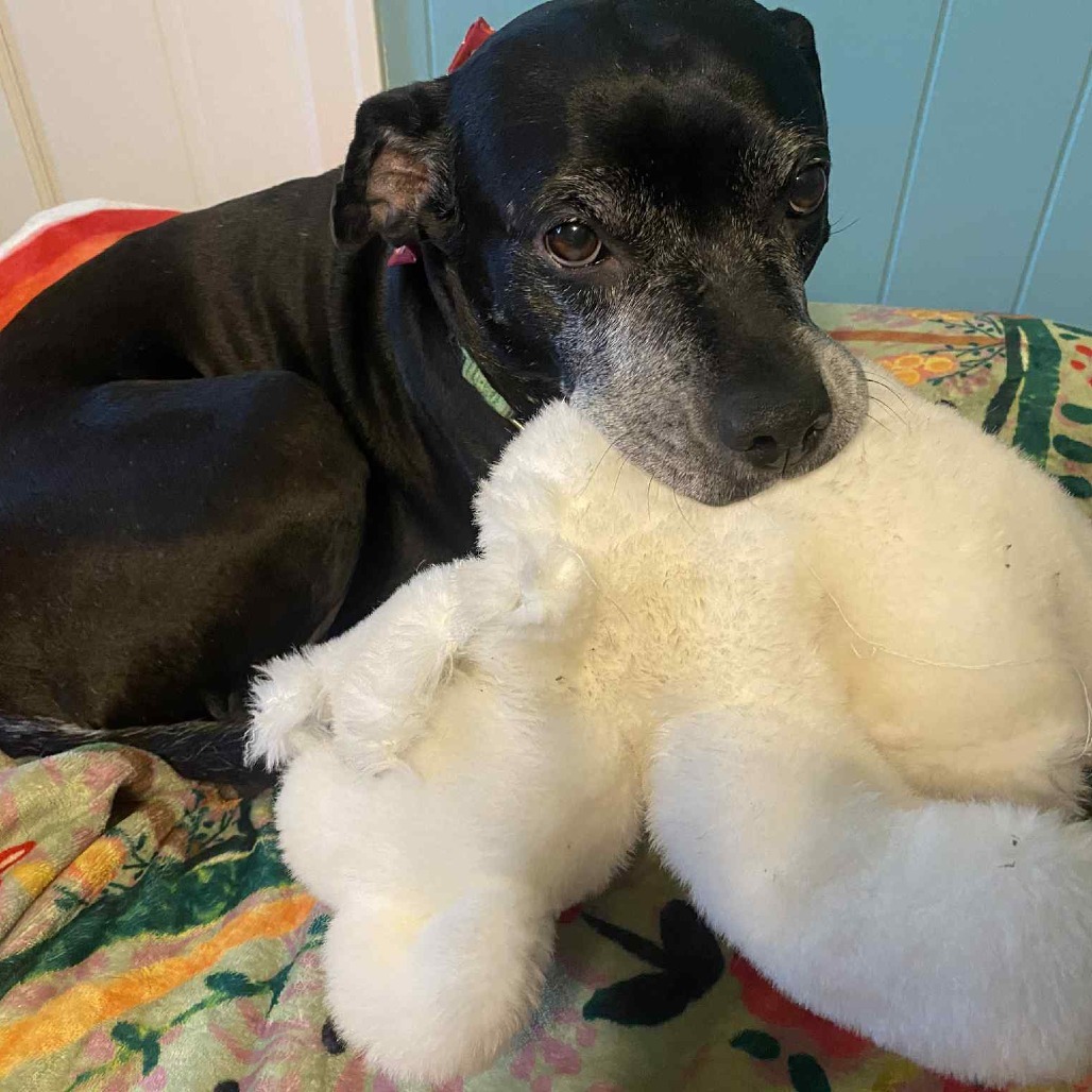 Kona, an adoptable Black Labrador Retriever, Mixed Breed in Spring Hill, KS, 66083 | Photo Image 1