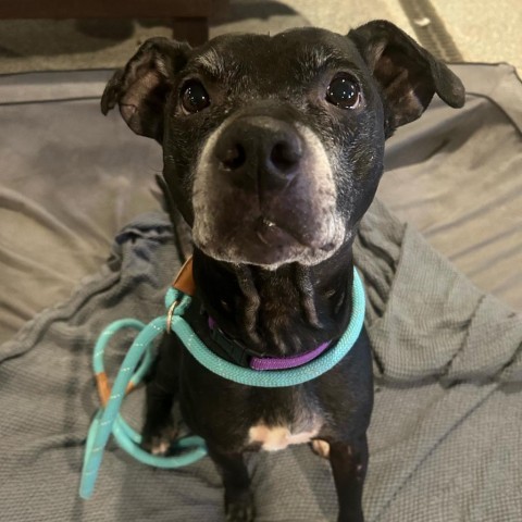 Kona, an adoptable Black Labrador Retriever, Mixed Breed in Spring Hill, KS, 66083 | Photo Image 3