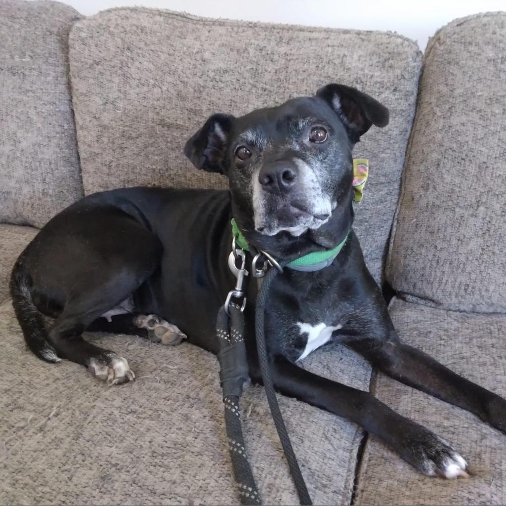 Kona, an adoptable Black Labrador Retriever, Mixed Breed in Spring Hill, KS, 66083 | Photo Image 3