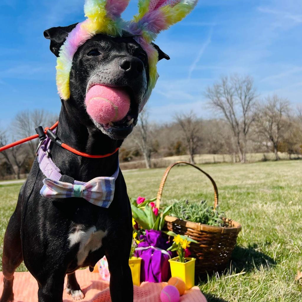 Kona, an adoptable Black Labrador Retriever, Mixed Breed in Spring Hill, KS, 66083 | Photo Image 3