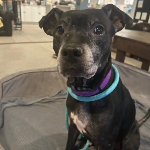 Kona, an adoptable Black Labrador Retriever, Mixed Breed in Spring Hill, KS, 66083 | Photo Image 4