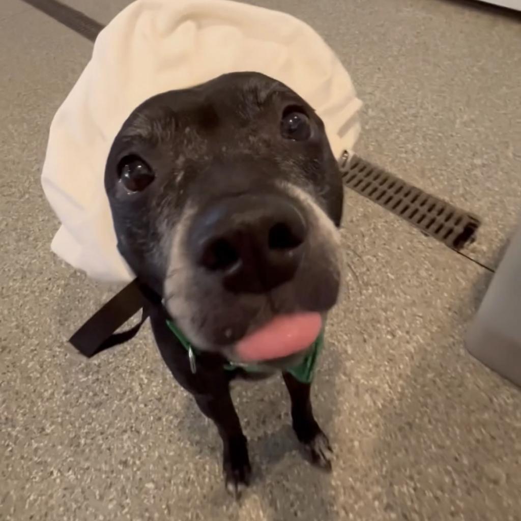 Kona, an adoptable Black Labrador Retriever, Mixed Breed in Spring Hill, KS, 66083 | Photo Image 4