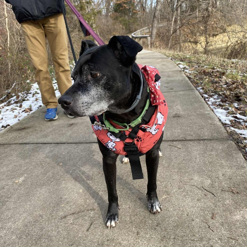 Kona, an adoptable Black Labrador Retriever, Mixed Breed in Spring Hill, KS, 66083 | Photo Image 4