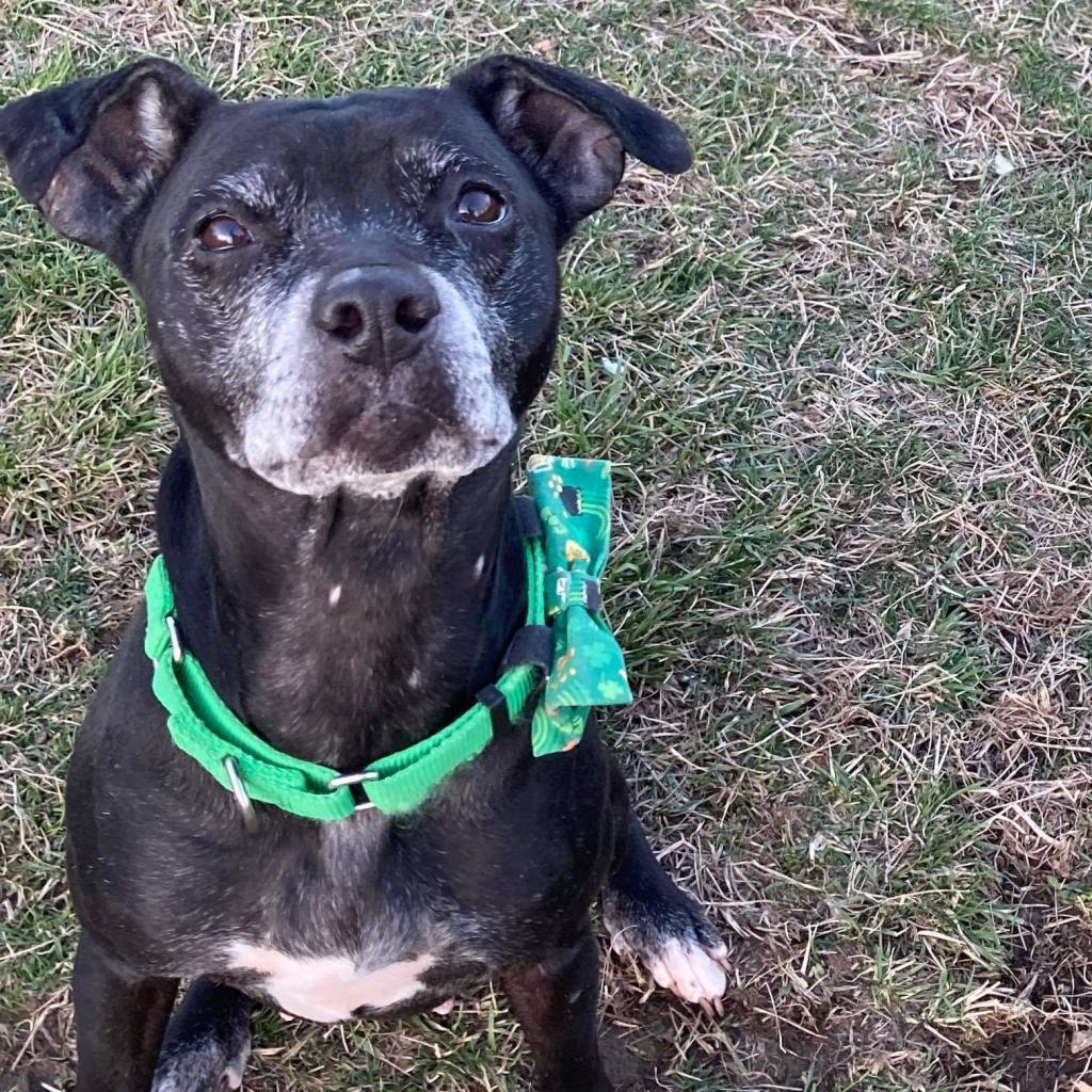 Kona, an adoptable Black Labrador Retriever, Mixed Breed in Spring Hill, KS, 66083 | Photo Image 5
