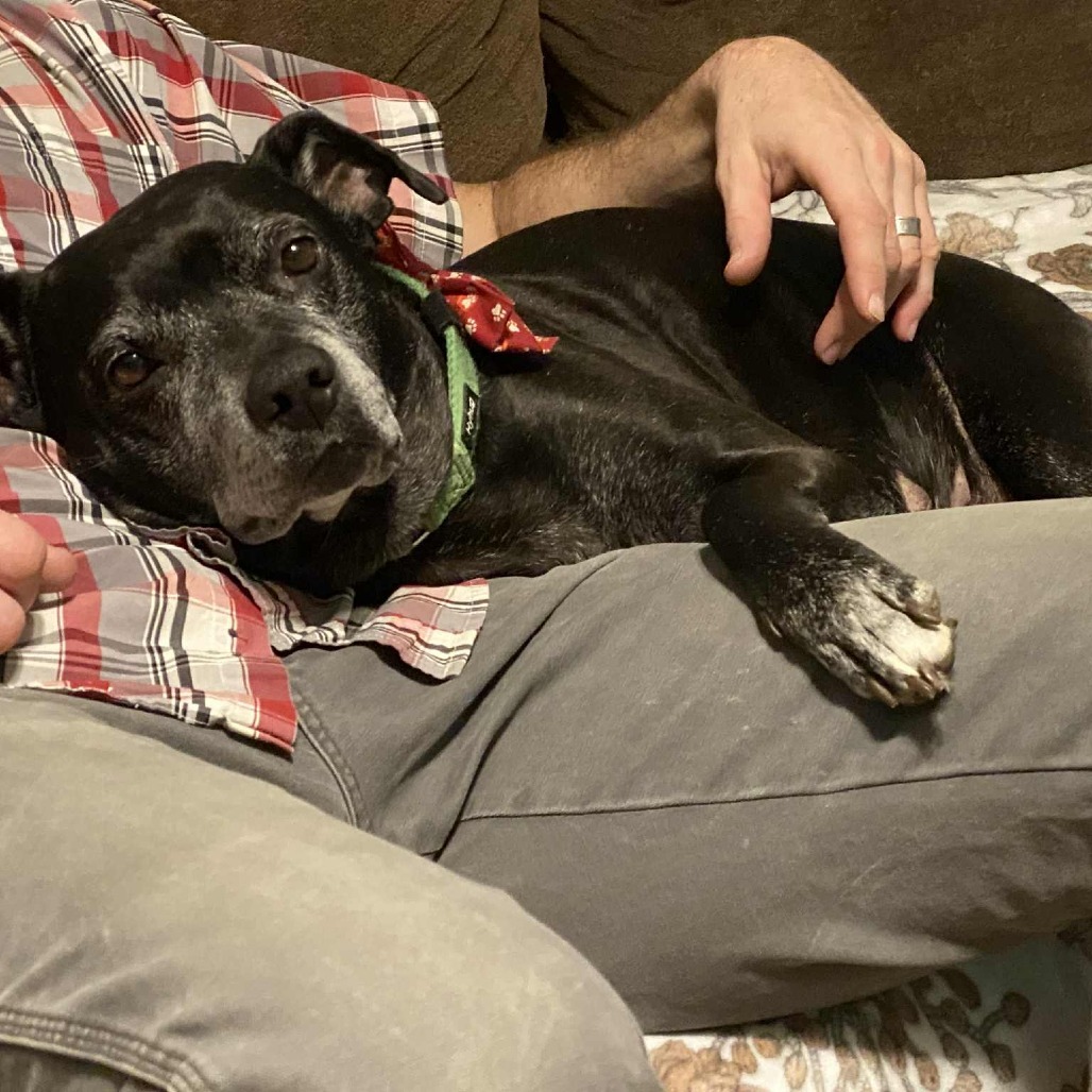 Kona, an adoptable Black Labrador Retriever, Mixed Breed in Spring Hill, KS, 66083 | Photo Image 5