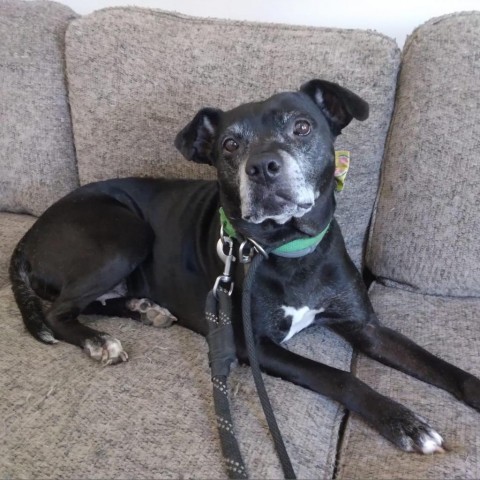 Kona, an adoptable Black Labrador Retriever, Mixed Breed in Spring Hill, KS, 66083 | Photo Image 6