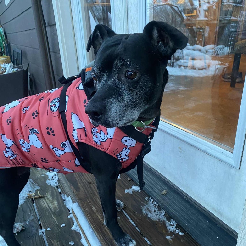 Kona, an adoptable Black Labrador Retriever, Mixed Breed in Spring Hill, KS, 66083 | Photo Image 6