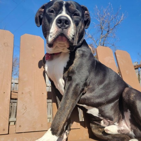 Tux, an adoptable Pit Bull Terrier in Spring Hill, KS, 66083 | Photo Image 1