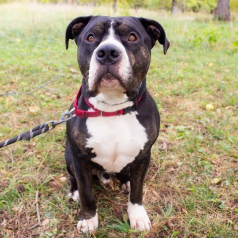 Tux, an adoptable Pit Bull Terrier in Spring Hill, KS, 66083 | Photo Image 2