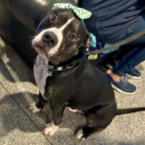 Tux, an adoptable Pit Bull Terrier in Spring Hill, KS, 66083 | Photo Image 3