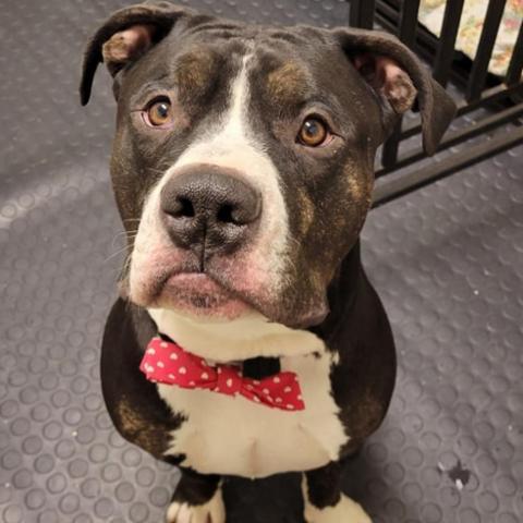 Tux, an adoptable Pit Bull Terrier in Spring Hill, KS, 66083 | Photo Image 4