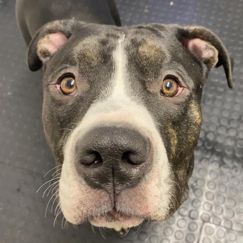 Tux, an adoptable Pit Bull Terrier in Spring Hill, KS, 66083 | Photo Image 5