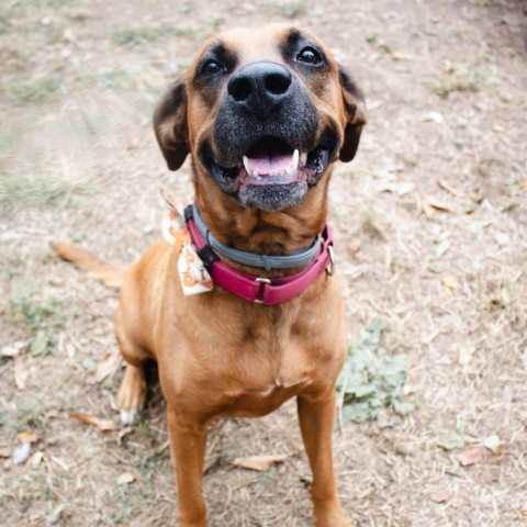Cider, an adoptable Black Mouth Cur Mix in Spring Hill, KS_image-3