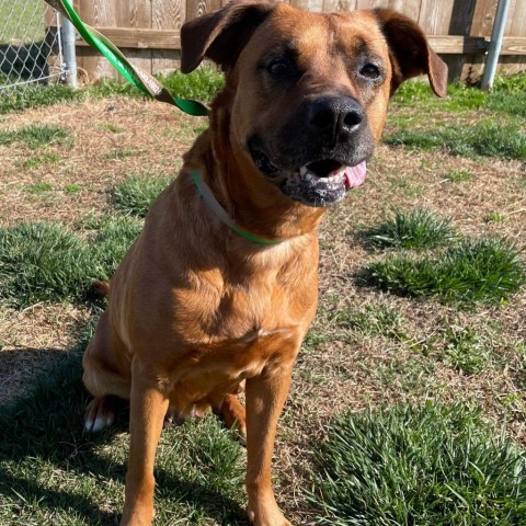 Cider, an adoptable Black Mouth Cur Mix in Spring Hill, KS_image-4