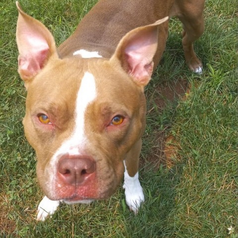 Sprite, an adoptable Pit Bull Terrier in York, PA_image-5