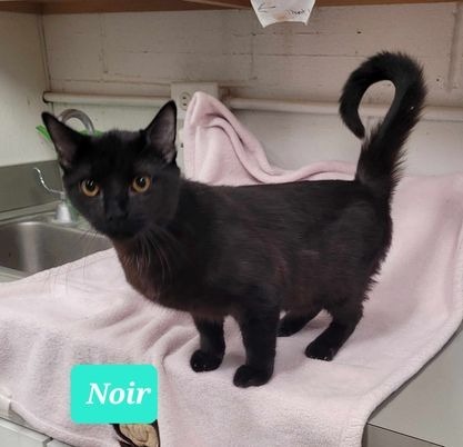 Noir 3