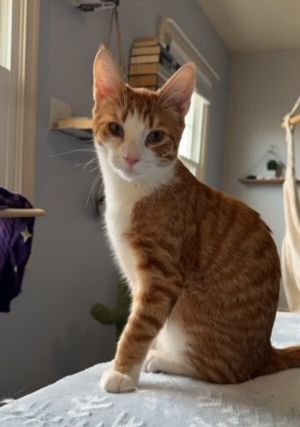 Fireball - In Foster