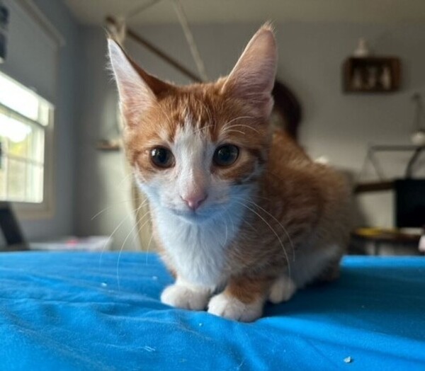 Fireball - In Foster 4