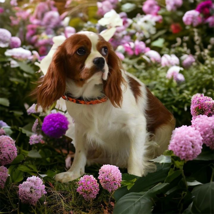 Noah James, an adoptable Cavalier King Charles Spaniel in Collins, MO_image-3