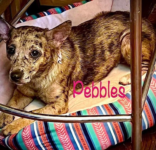 Pebbles, an adoptable Chihuahua in Edgerton, WI_image-2