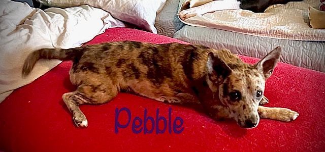 Pebbles 6