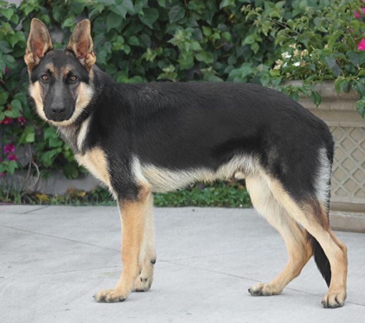 Hunter von Hunzel", an adoptable German Shepherd Dog Mix in Los Angeles, CA_image-2