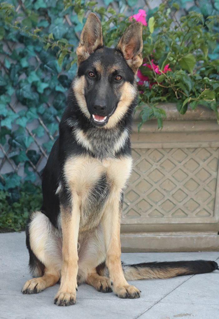 Hunter von Hunzel", an adoptable German Shepherd Dog Mix in Los Angeles, CA_image-3